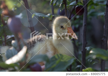 Young goose is walking in a backyard. 69005775