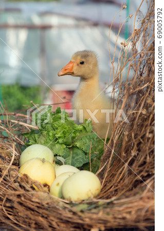 Young goose is walking in a backyard. Young goose is walking in a backyard. 69005792
