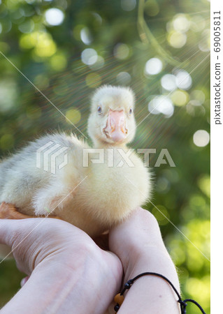 A young goose is carried on the arm. A young goose is carried on the arm. 69005811