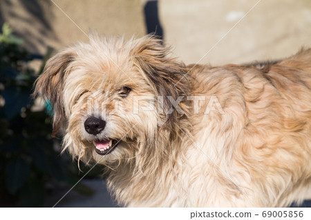 Portrait of a cute shaggy mixed breed dog. Portrait of a cute shaggy mixed breed dog. 69005856