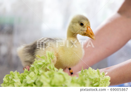 Young goose on hands and green lettuce. 69005867