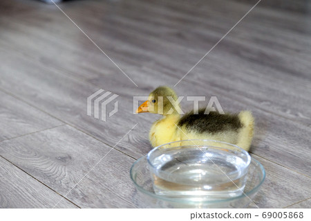 Young goose on a floor and glass bowl with water. 69005868