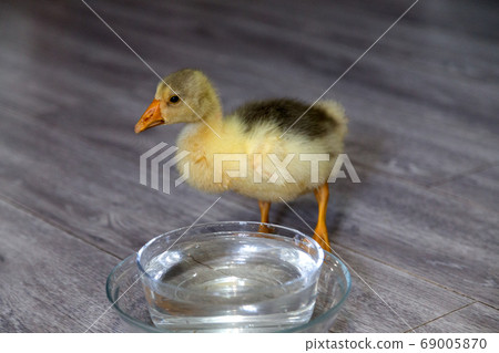 Young goose on a floor and glass bowl with water. 69005870