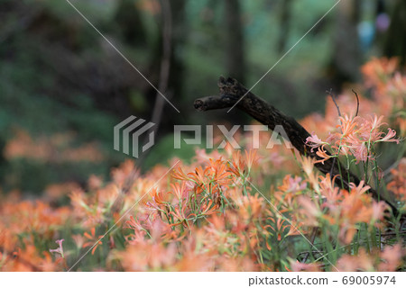 小栗山狐狸剃刀盛開 69005974