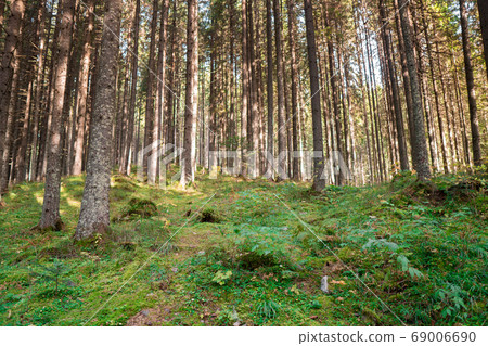 The primeval spring forest with mossed ground and The primeval spring forest with mossed ground and 69006690