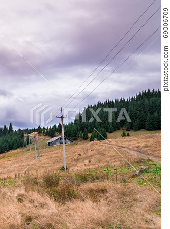 Spruce trees down the hill with dried grass and 69006709