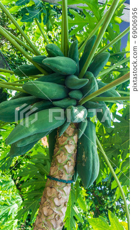 Papaya fruit on the papaya tree Papaya fruit on the papaya tree 69006956