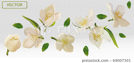White flower jasmine with green leaf. Blooming jasmine, design for cosmetic product, tea, perfume, essential oil. Beautiful jasmine background. Banner for you health products. 3d vector illustration 69007301