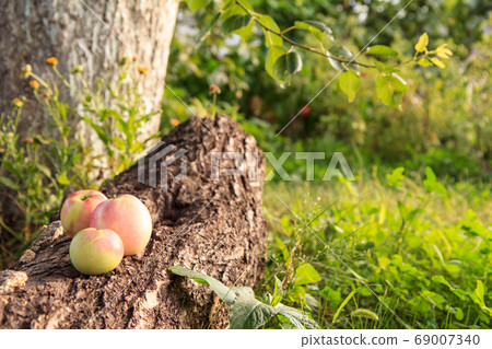 Ripe red apples lying on the trunk of a fallen Ripe red apples lying on the trunk of a fallen 69007340