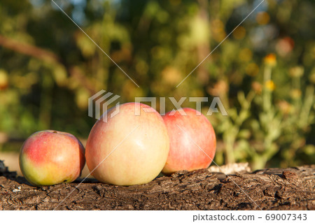 Ripe red apples lying on the trunk of a fallen Ripe red apples lying on the trunk of a fallen 69007343