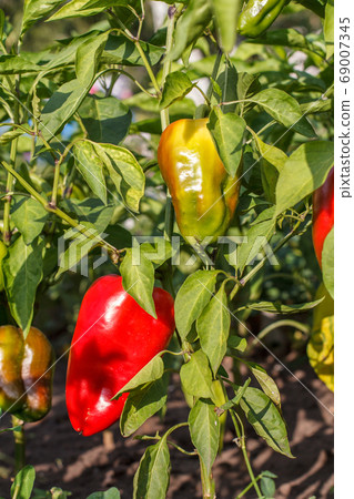 Ripe and unripe bell pepper growing on bush in the Ripe and unripe bell pepper growing on bush in the 69007345