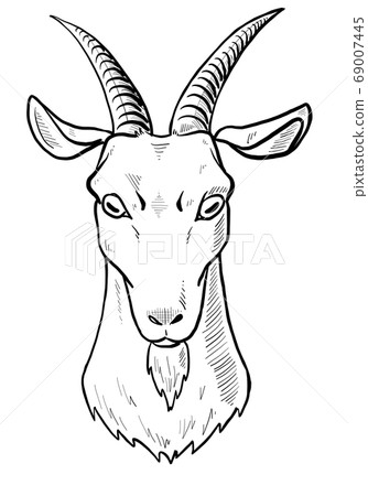 Goat head (line drawing) - Stock Illustration [69007445] - PIXTA