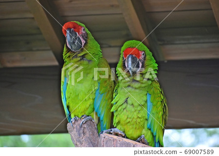 愛媛砥部動物園鸚鵡 愛媛砥部動物園鸚鵡 69007589