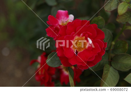 Arao City Ooyamai citizen flower bed Roses flower 69008072