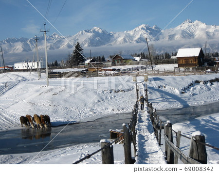 Village landscape with bulls and mountains in winter Village landscape with bulls and mountains in winter 69008342