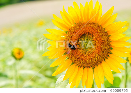 Sunflowers and insects 69009795