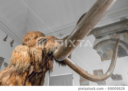 Model of Mammoth Model of Mammoth 69009826