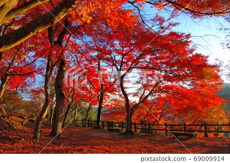 廣島縣三好市大關山公園的秋葉 廣島縣三好市大關山公園的秋葉 69009914