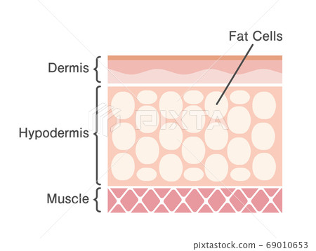 Fat cell skin cross-section illustration / Beauty and diet (English) 69010653
