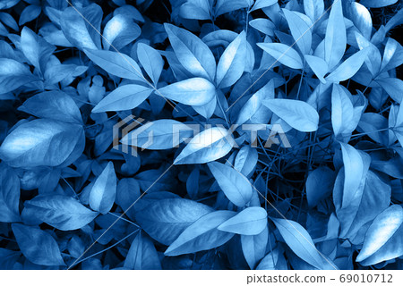 Perfect natural young foliage pattern background in trendy blue color. Color of the year 2020 concept. Top view. Perfect natural young foliage pattern background in trendy blue color. Color of the year 2020 concept. Top view. 69010712