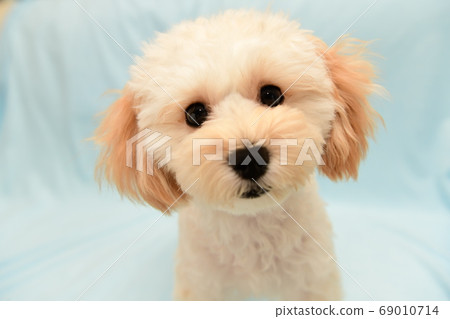 Marupu Marupu 69010714