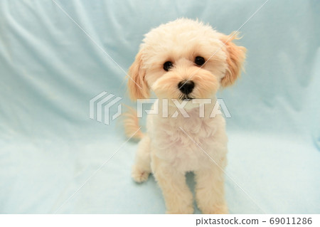 Marupu Marupu 69011286