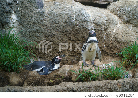 Humboldt Penguin 69011294