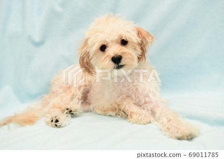 洗髮後的馬爾普 洗髮後的馬爾普 69011785