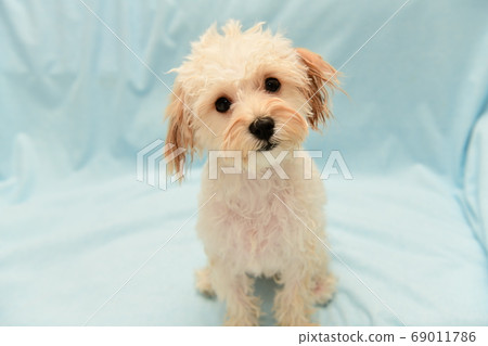 洗髮後的馬爾普 69011786