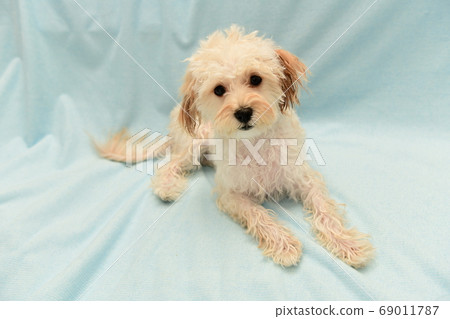 洗髮後的馬爾普 洗髮後的馬爾普 69011787