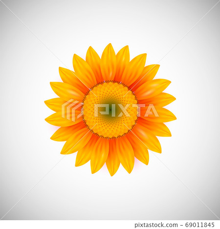 Isolated realistic sunflower plant Isolated realistic sunflower plant 69011845