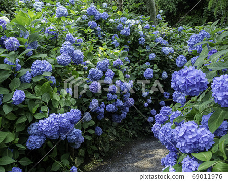 北鎌倉/美月院八仙花 69011976