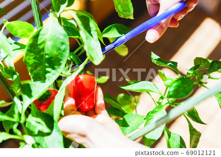 Harvesting red peppers (paprika) in the kitchen garden on the condominium balcony [summer image] 69012121