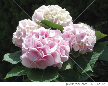 繡球花繡球花 69012164