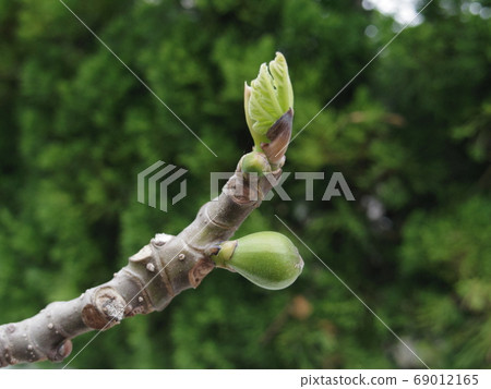 無花果新芽魚 69012165