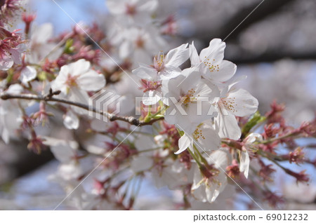 盛開的櫻花（JR國立站南口/東京國立市） 69012232