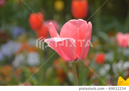 鬱金香(JR國立站南口/東京國立市) 鬱金香(JR國立站南口/東京國立市) 69012234