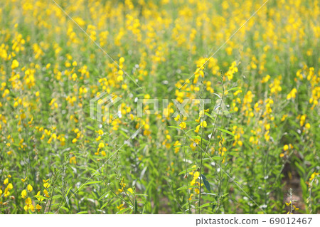 Crotalaria juncea yellow flower blowing in the wind Crotalaria juncea yellow flower blowing in the wind 69012467