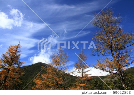 Tateshina larch that turns yellow Tateshina larch that turns yellow 69012898