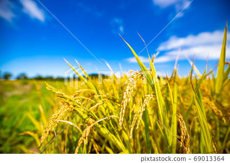 Chura Hikari from Iheyajima, the second largest rice producer in Okinawa 69013364