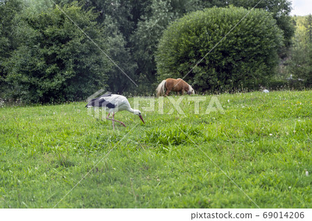 Green field, grazing horse and stork, natural 69014206