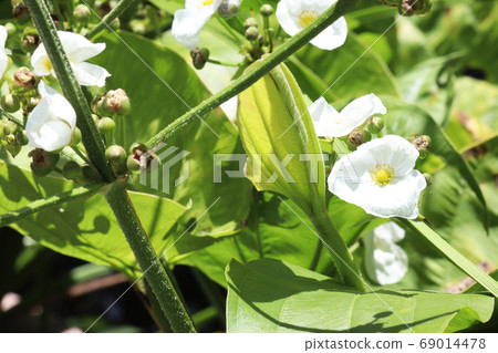 Uriciwa花 Uriciwa花 69014478