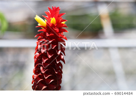 Costus Barbass Costus Barbass 69014484