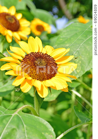Sunflower Sunflower 69014809
