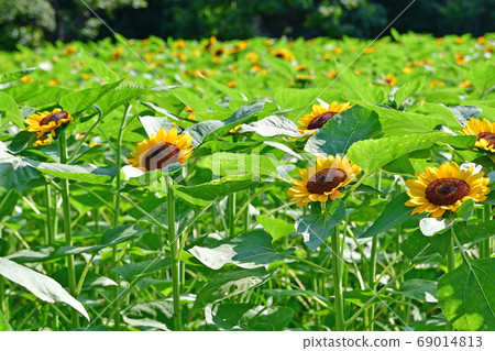 向日葵 69014813
