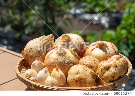 Assorted harvested vegetables (June) Home vegetable garden Onion potatoes and garlic Assorted harvested vegetables (June) Home vegetable garden Onion potatoes and garlic 69015274