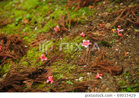 落在苔蘚上的花 落在苔蘚上的花 69015429