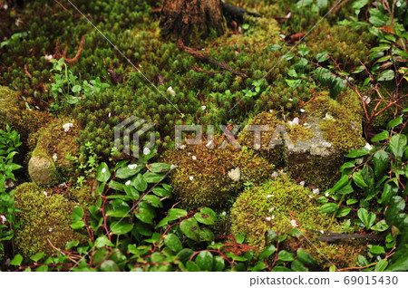 在春天的苔蘚花園特寫 69015430