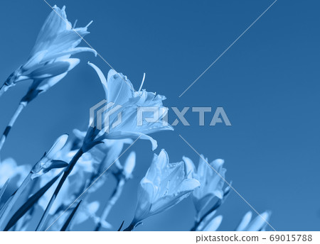 Macro photo of beautiful lily hemerocallis 69015788