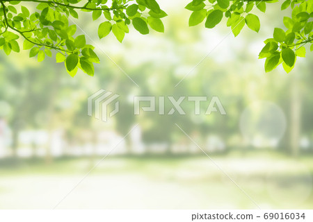 Green leaves in park with blurry image green trees and sunlight in the morning. Green leaves in park with blurry image green trees and sunlight in the morning. 69016034